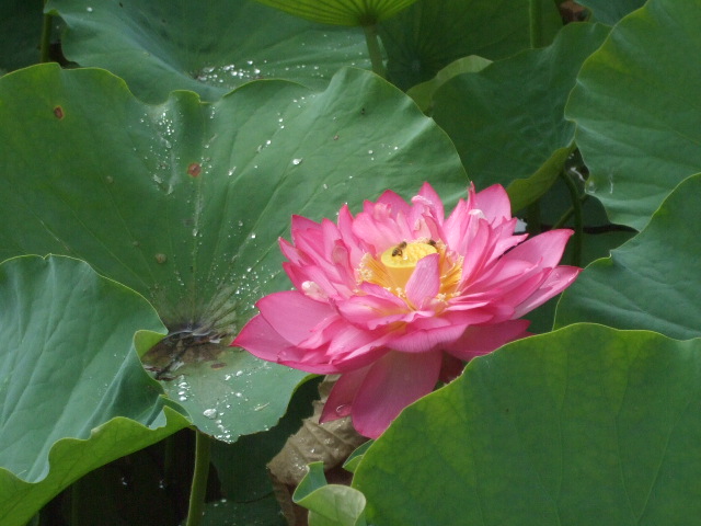 DSCF8801.jpg