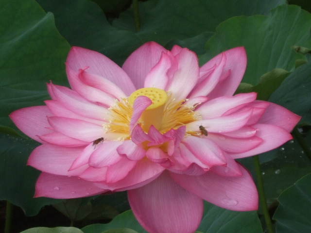 DSCF8807.jpg